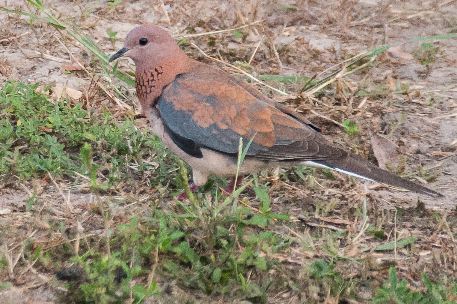 Tourterelle maillée (Laughing dove, Spilopelia Senegalensis), Réserve de Fathala, Sénégal.